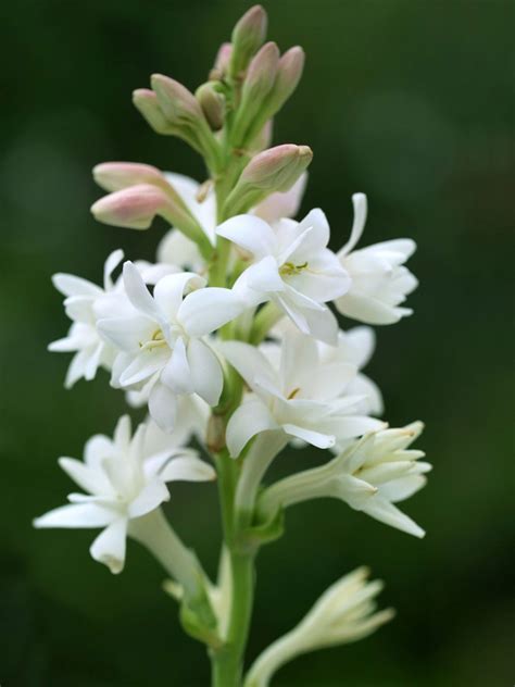 tuberose cage